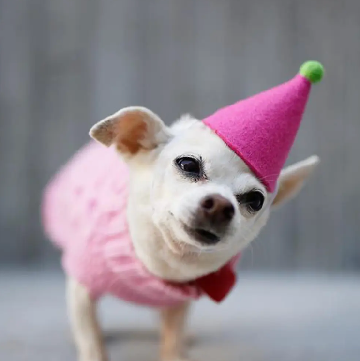 Pup_in_a_pawty_hat.png
