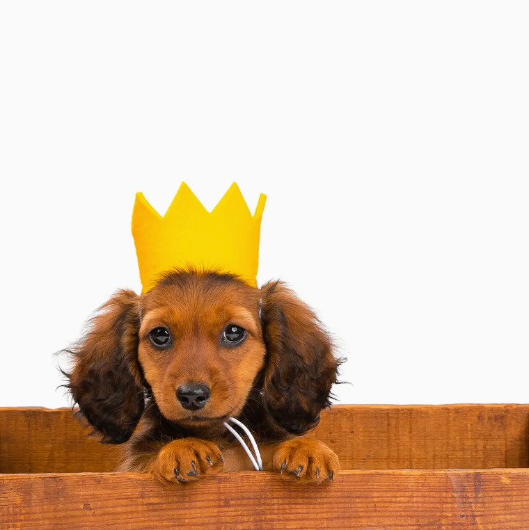 Puppy_Party_Crown.png