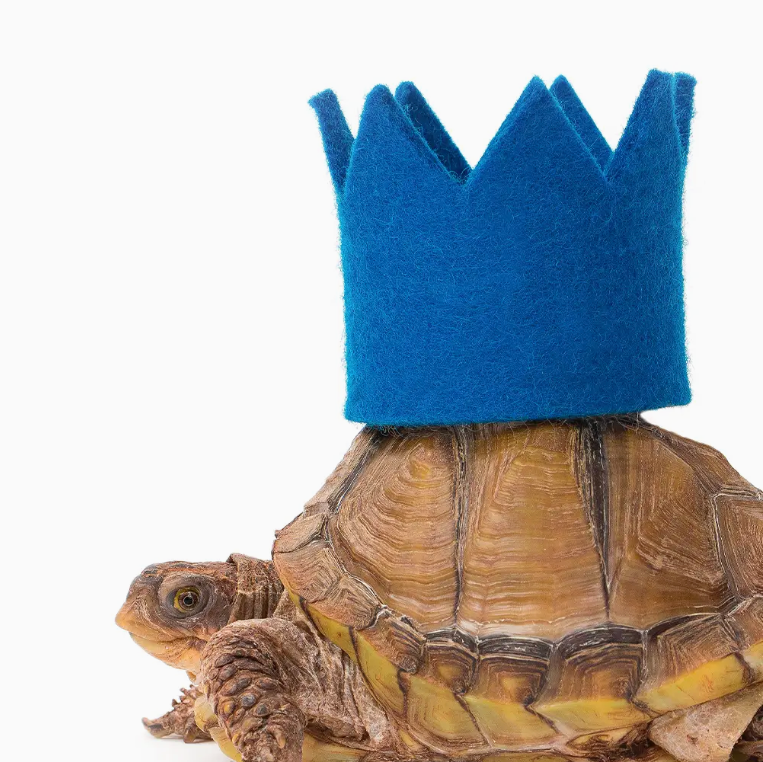 Turtle_Party_Crown.png